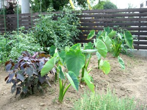 初めて里芋を植えてみました。